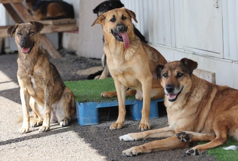 Animales durante temblor