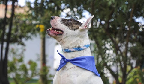 Santi, el perro que lleva 216 días buscando un hogar en Bogotá