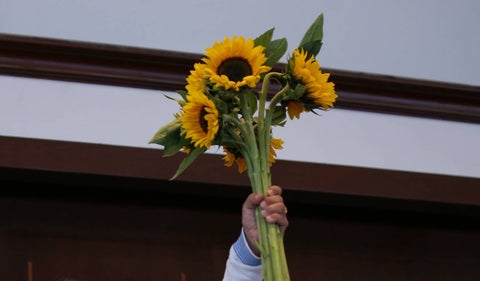 Alianza Verde: pelea de congresistas y concejales en Corte