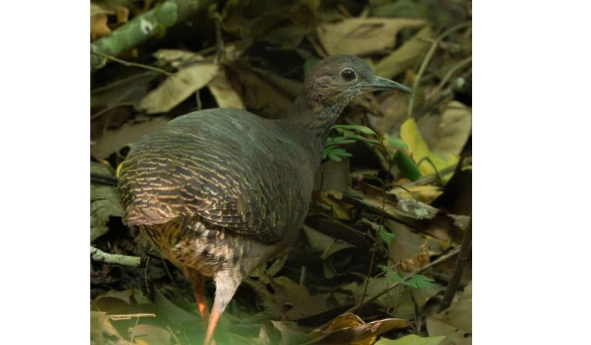 Encuentran en Colombia ave que se creía extinta hace más de 200 años