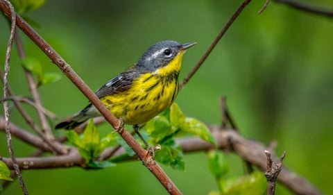 Avistamiento de aves