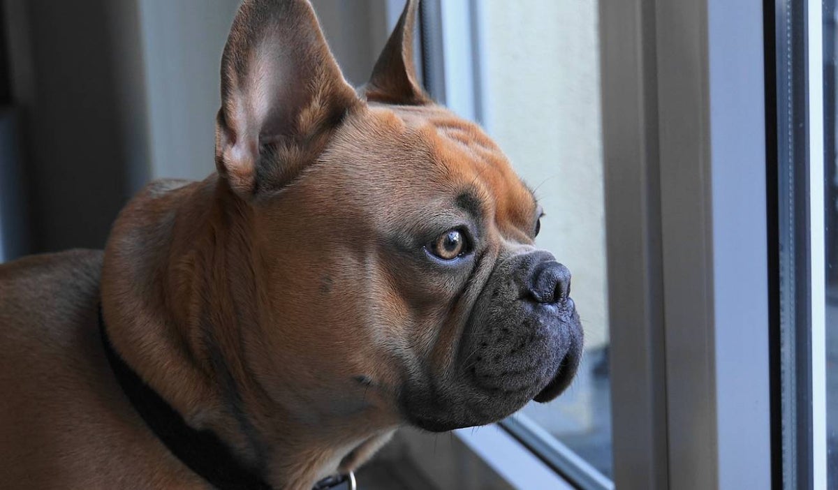 Bulldog francés