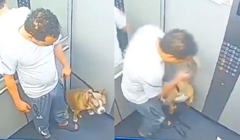 Maltrato animal en Itagüí: hombre cogió a patadas a perrito en ascensor
