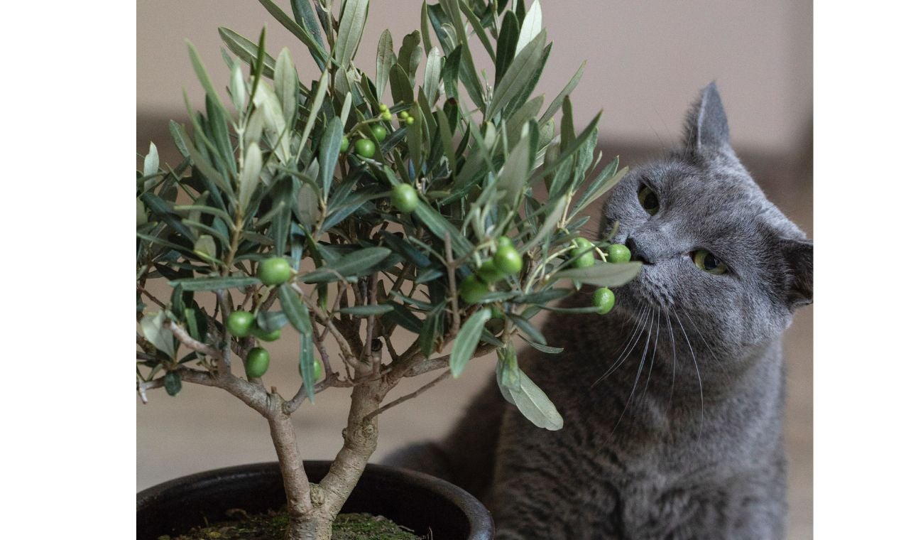 Olores que estresan a su gato