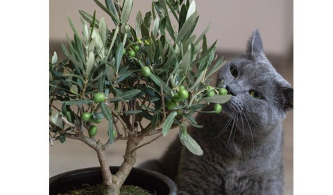 Olores que estresan a su gato