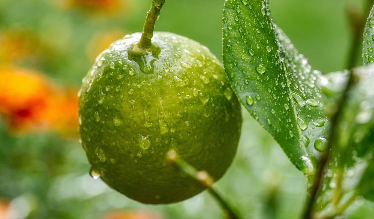 Limón