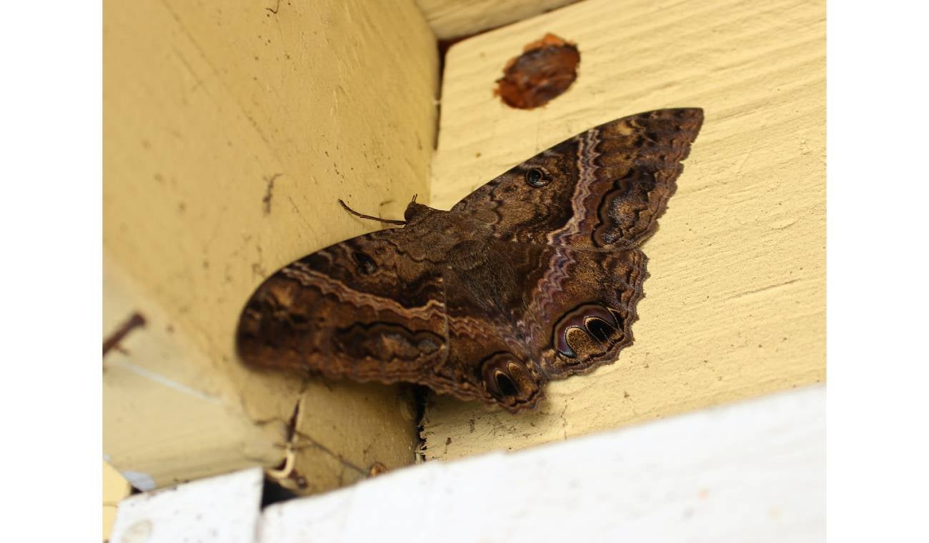 Mariposa negra, Qué significa