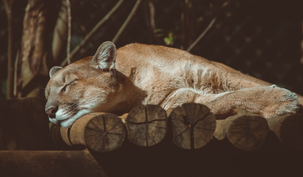 Muerte de un puma