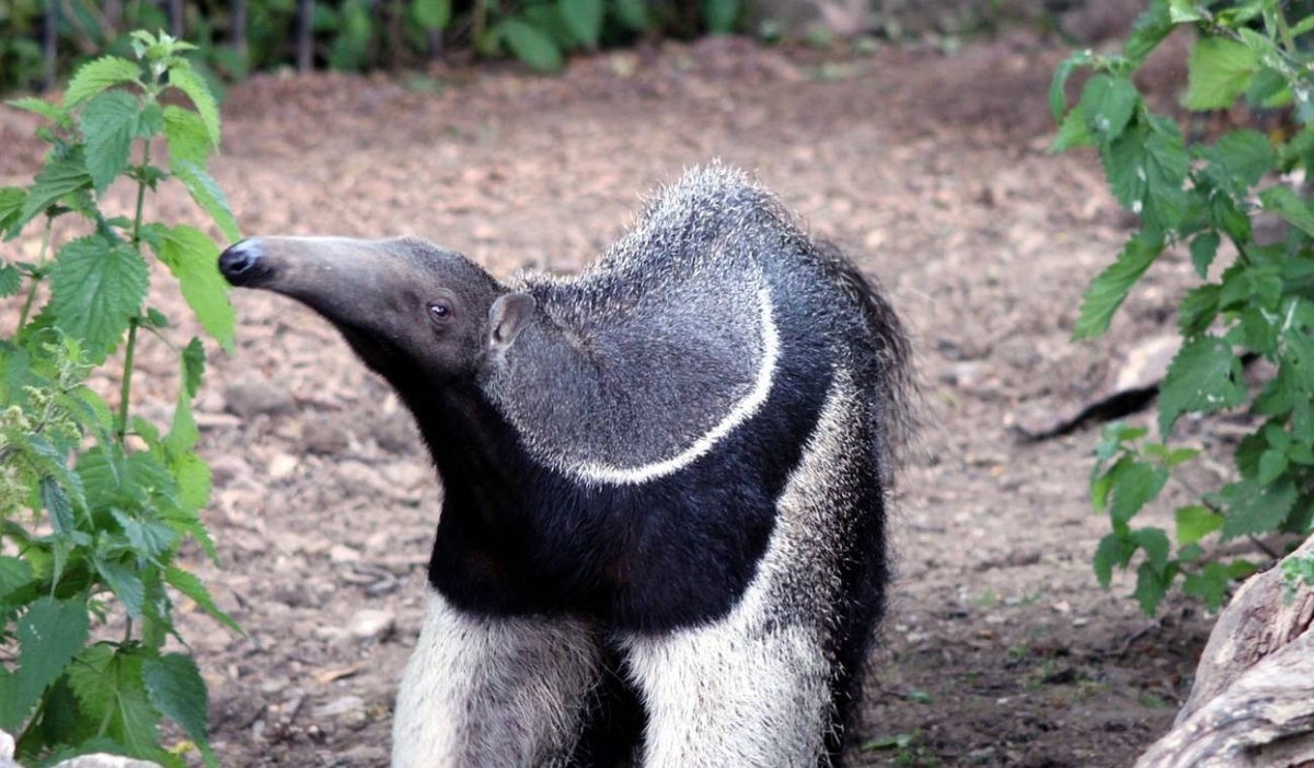 Oso hormiguero