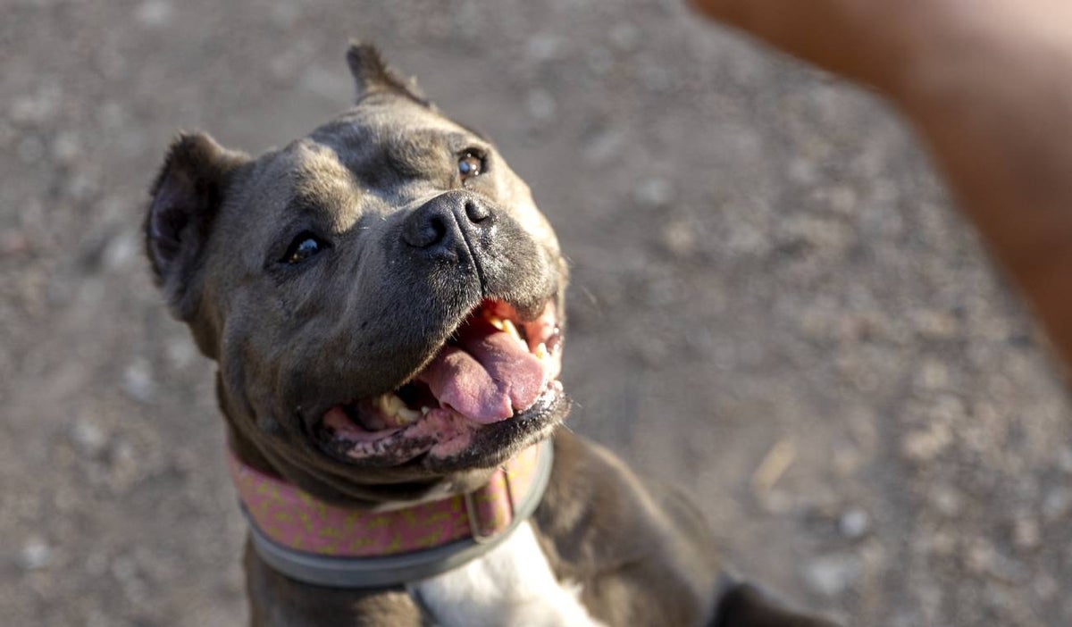 Perro American Bully XL