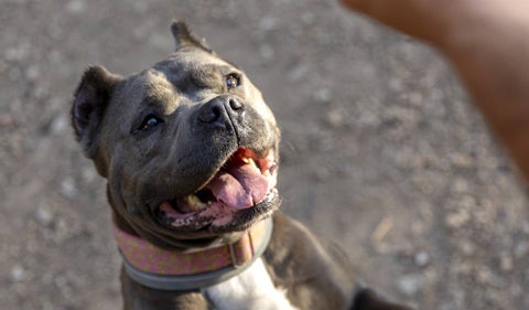 Perro American Bully XL