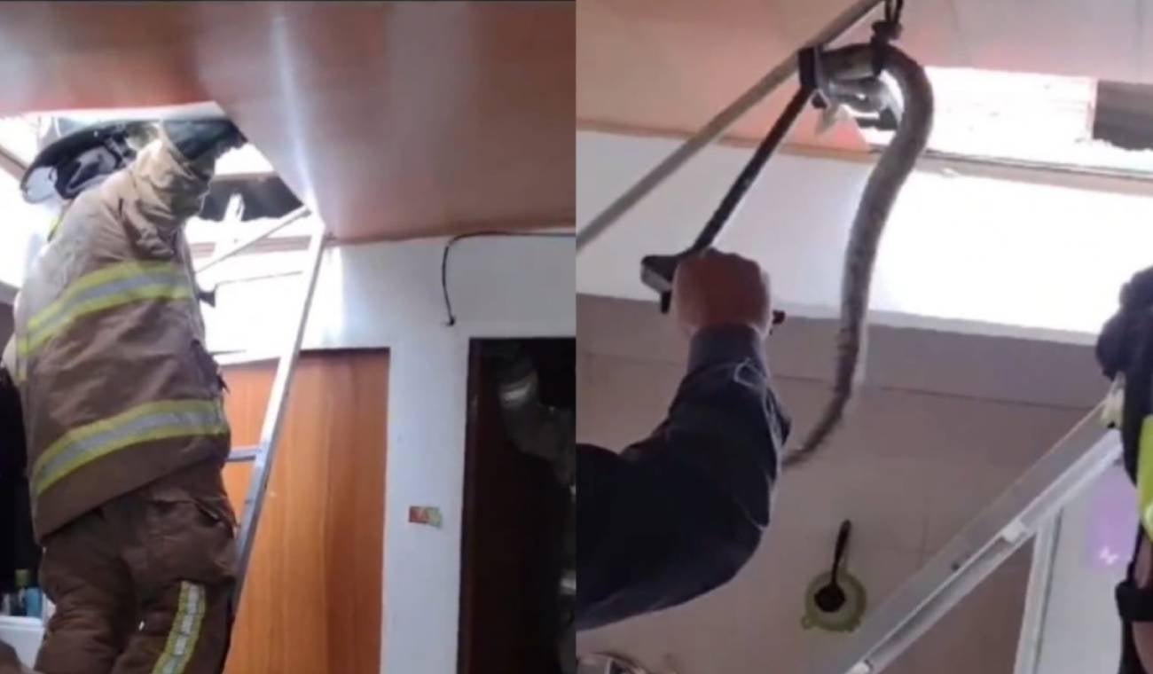 Rescatan una serpiente del techo de una casa