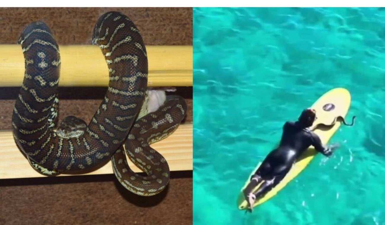 Surfista, multado por llevar a su serpiente pitón a la playa