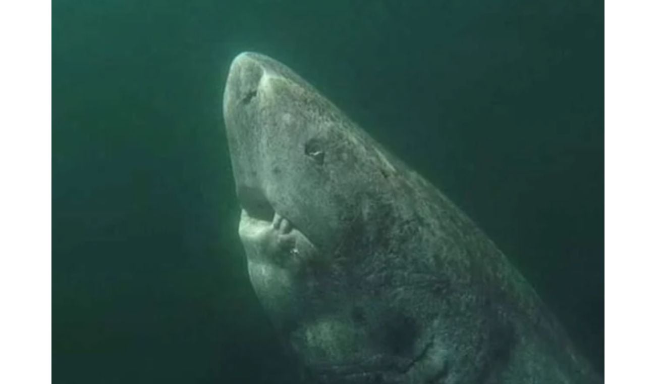 Tiburón de Goenlandia