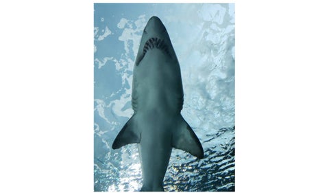 Tiburón es salvado por nadadores: la imagen le da la vuelta al mundo