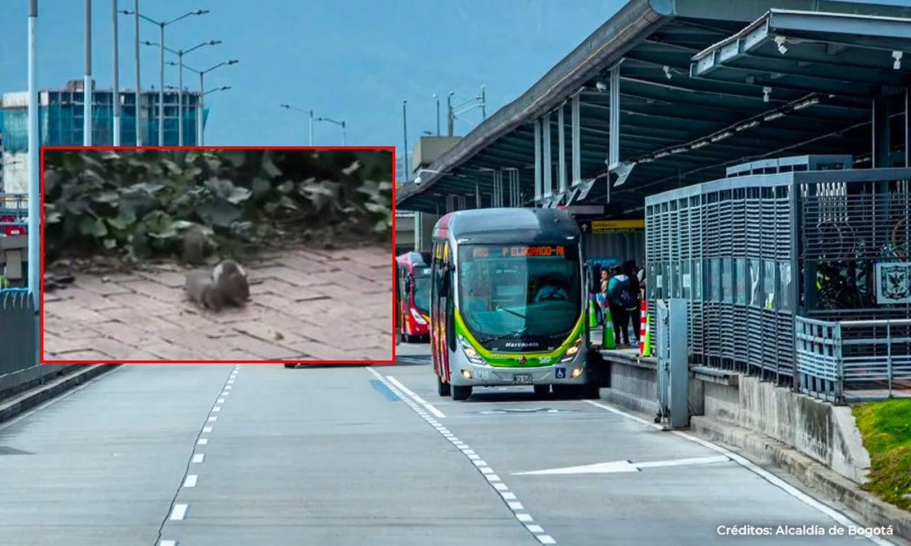 Invasión de ratas cerca a Portal de Transmilenio