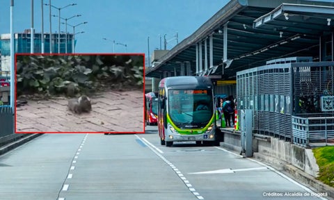 Invasión de ratas cerca a Portal de Transmilenio
