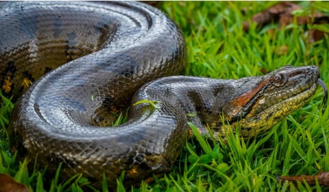 Anaconda rescatada en el Meta