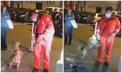 Perrito esperó 2 días a su amo afuera de un hospital [VIDEO]