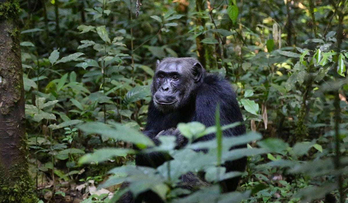 Chimpancé