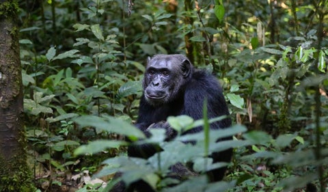 Chimpancé