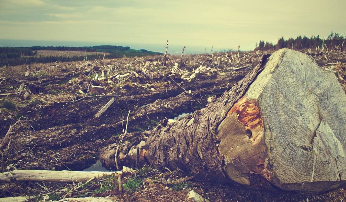 Deforestación