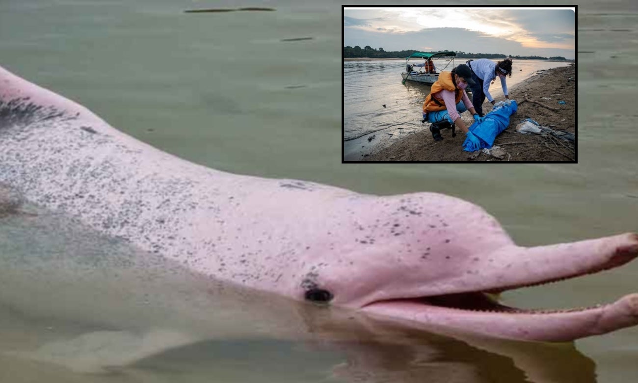 Cientos de delfines rosados aparecen muertos en el Amazonas ¿Qué pasó?