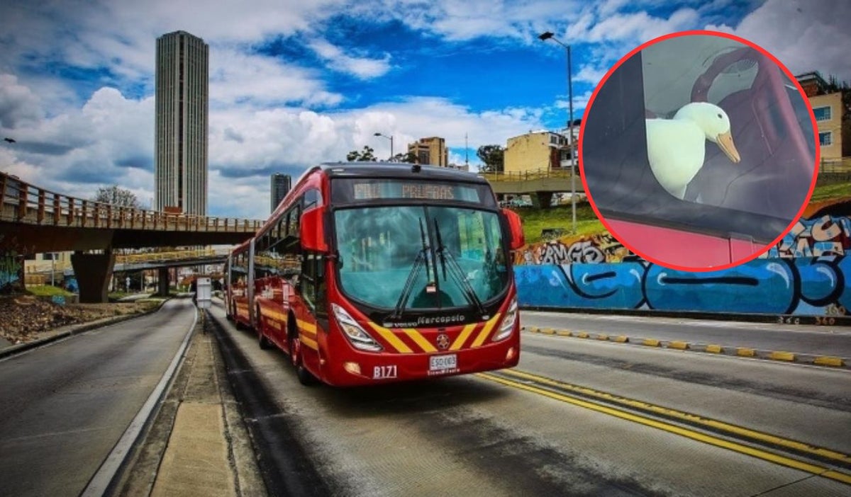 Pato en Transmilenio se vuelve viral
