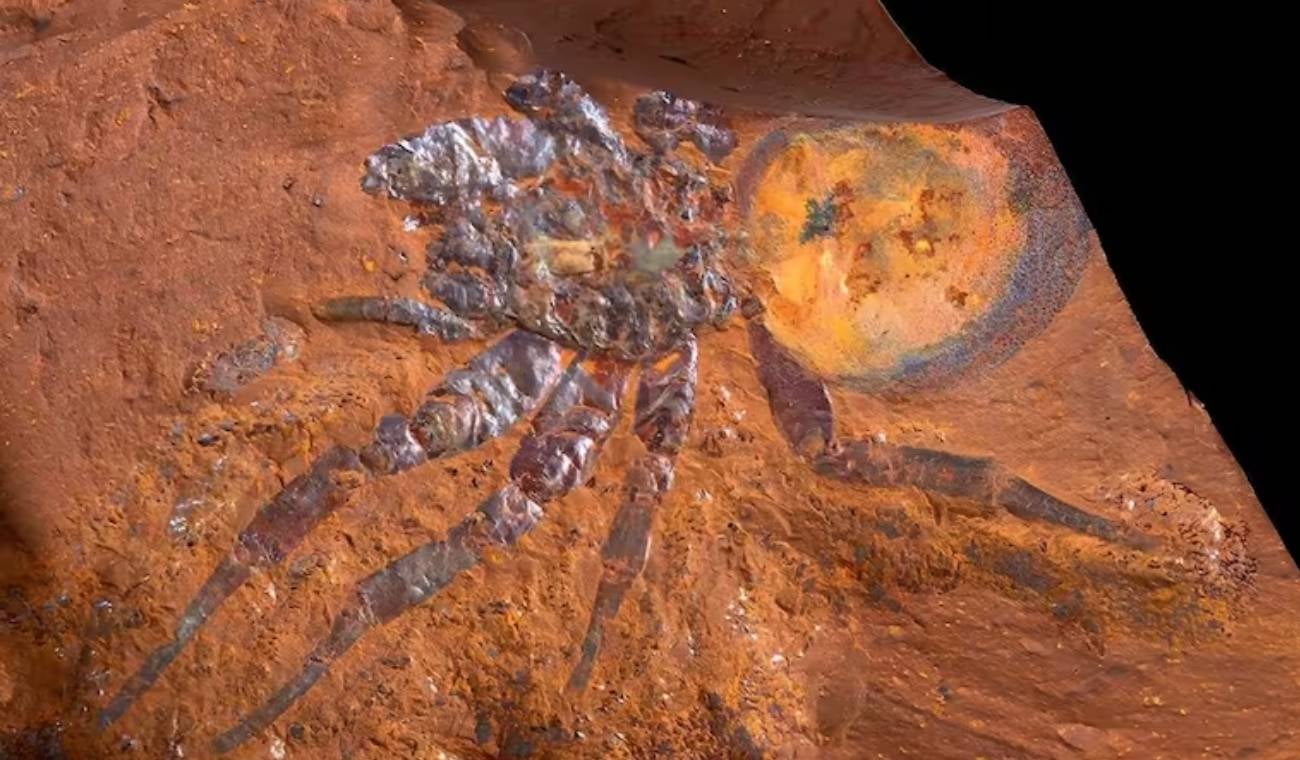 Encuentran la araña más grande del mundo