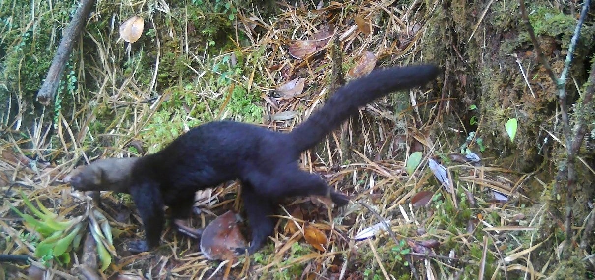 Fauna silvestre en Sumapaz