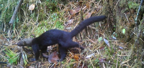 Fauna silvestre en Sumapaz