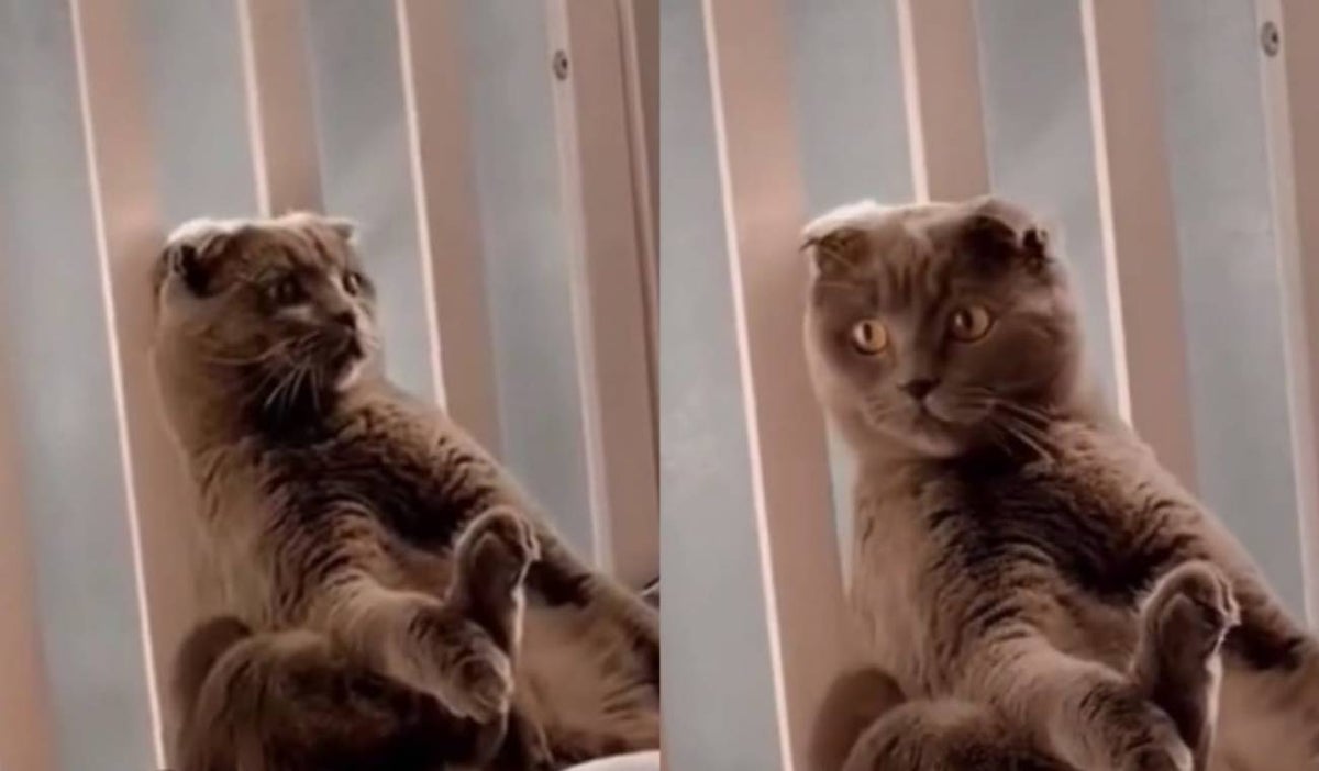 Gato se quedó como una estatua para evitar jugar con un bebé