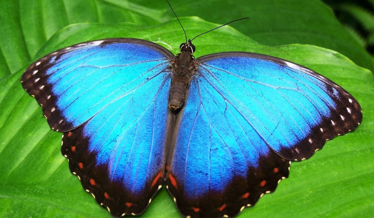 Mariposa