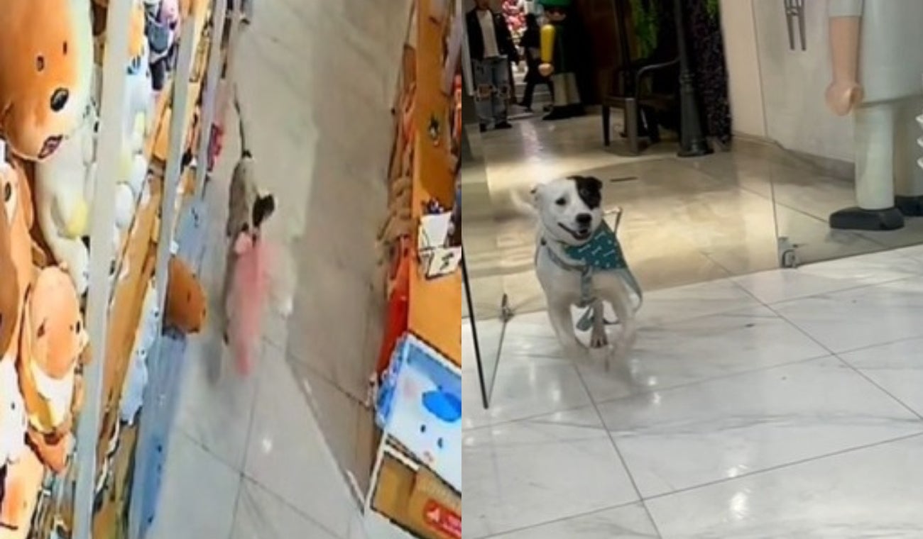 Perrito ladrón de Miniso