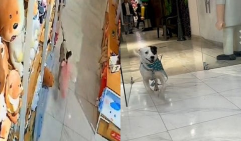 Perrito ladrón de Miniso