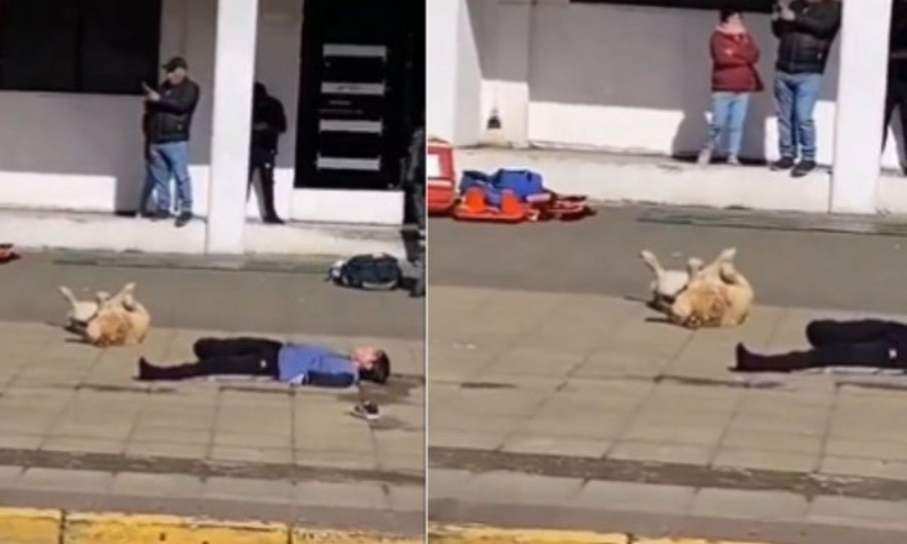 Perro se coló en un simulacro e incluso se hizo el muerto