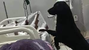 Perro Firulais de Perú