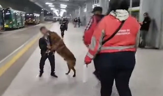 Perrito