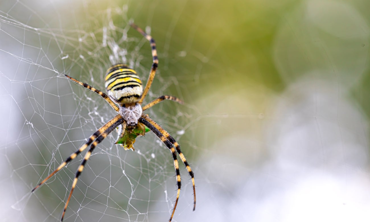 Alerta por posible invasión de peligrosa araña venenosa