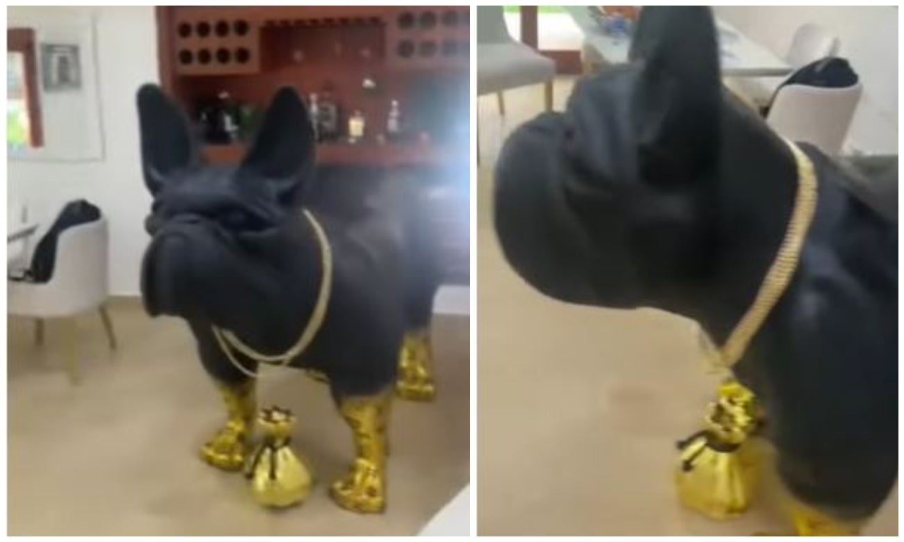 Narco colombiano le hizo estatua de oro a su perro