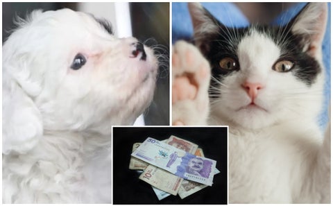 Lo que vale tener una mascota en Colombia: no es poco dinero