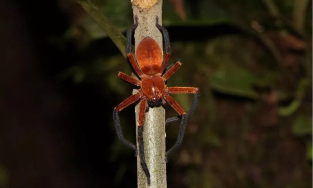 Descubren rara especie de araña nunca antes vista: parece un cangrejo
