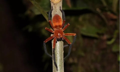Descubren rara especie de araña nunca antes vista: parece un cangrejo