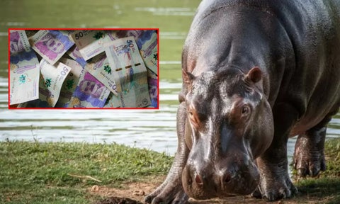 El dinero que vale esterilizar los hipopótamos de Pablo Escobar