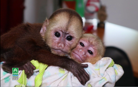 Monos rescatados
