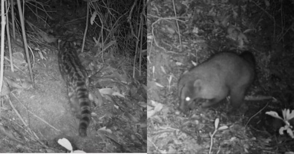 Avistamiento de un tigrillo y otras especies en cerros de Bogotá