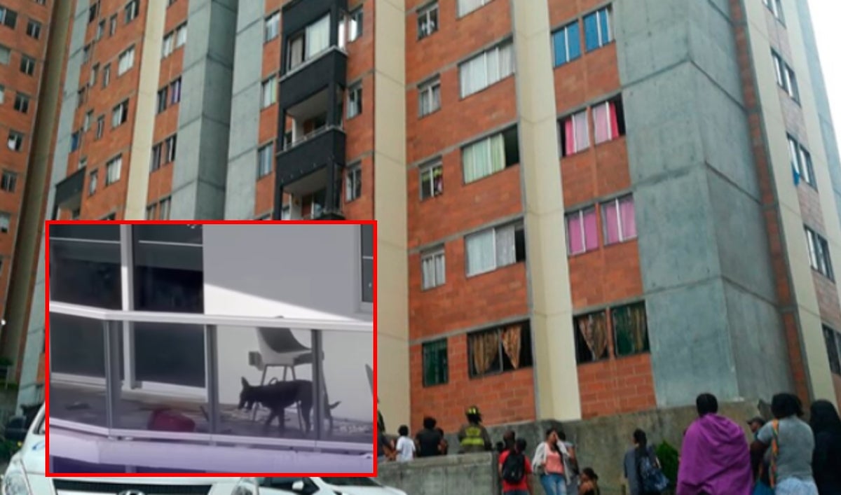 Perrita saltó de un balcón tras estar dos días encerrada