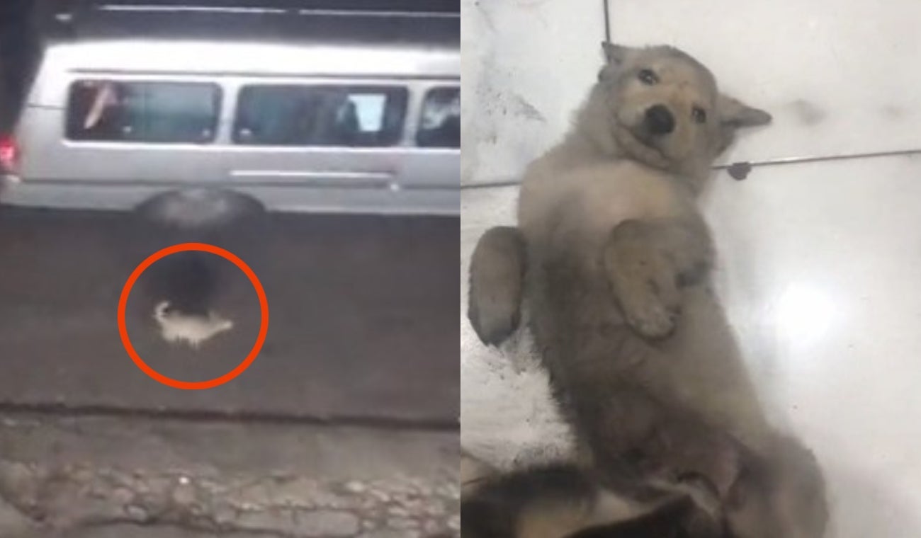 Hombre graba abandono de perrito y lo adopta