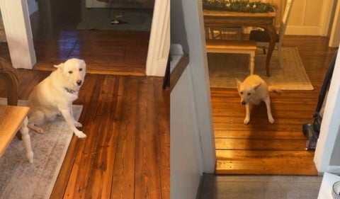 Perro se emborrachó