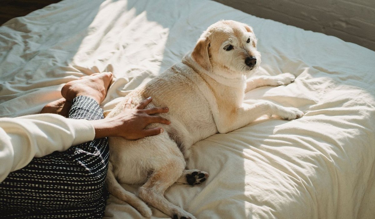 Perrito en la cama